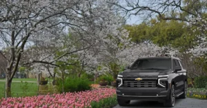 Guide for Cherry Blossom in Dallas, TX with Limo Service Dallas