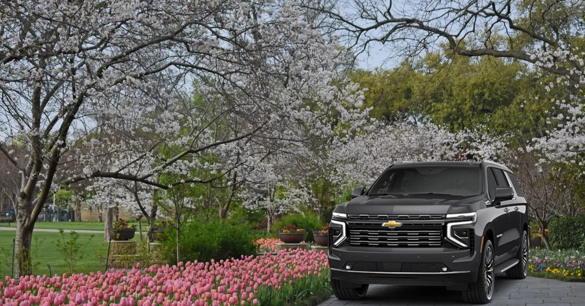 Guide for Cherry Blossom in Dallas, TX with Limo Service Dallas