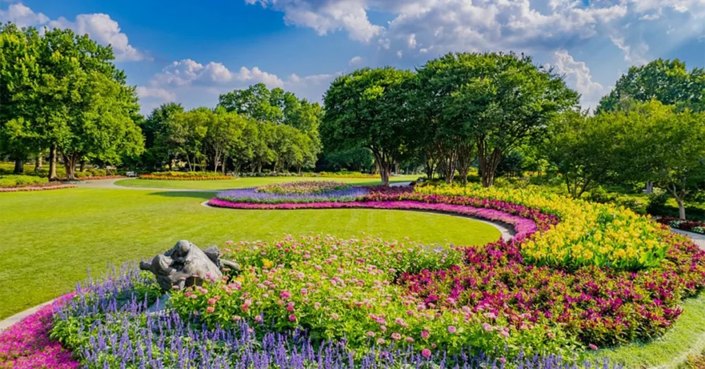 Cherry Blossom in Dallas